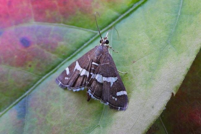Spoladea recurvalis, adult. Chester-le-Street, 08-10-2023. Copyright Keith Dover.