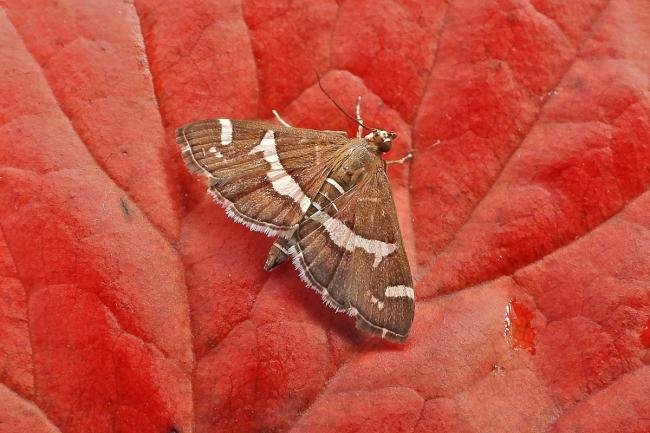 Spoladea recurvalis, adult. Chester-le-Street, 07-10-2023. Copyright Keith Dover.