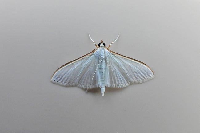 Palpita vitrealis, adult. Chester-le-Street, 17-10-2021. Copyright Keith Dover.