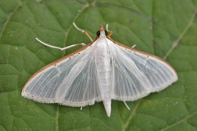Palpita vitrealis, adult. Chester-le-Street, 09-08-2015. Copyright Keith Dover.