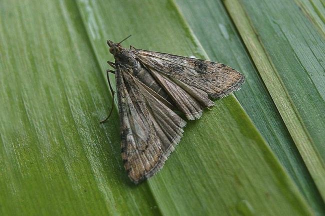 Rush Veneer (Nomophila noctuella), adult. Taken outside Durham, 18-08-2006. Copyright Keith Dover.