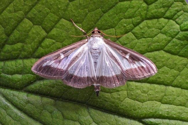 Box-tree Moth (Cydalima perspectalis), adult. Chester-le-Street, 11-08-2020. Copyright Keith Dover.