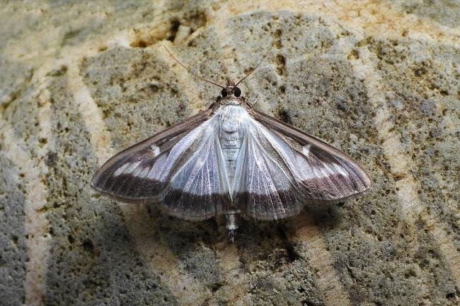 Box-tree Moth (Cydalima perspectalis), adult. Chester-le-Street, 11-08-2020. Copyright Keith Dover.