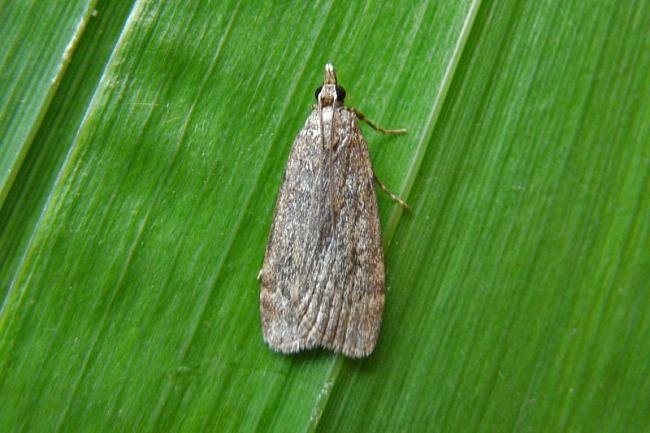 Scoparia subfusca, adult. Chester-le-Street, 03-08-2013. Copyright Keith Dover.