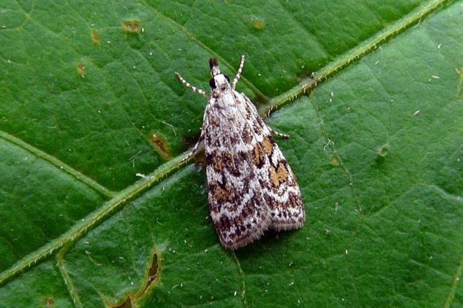 Scoparia pyralella, adult. Taken outside Durham, 18-07-2008. Copyright Keith Dover.