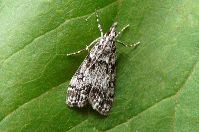 Eudonia lacustrata, adult. Chester-le-Street, 06-06-2008. Copyright Keith Dover.