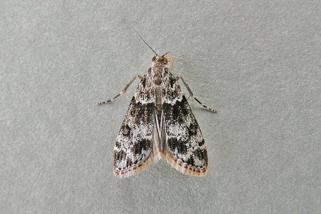 Eudonia mercurella, adult. Taken outside Durham, 23-07-2009. Copyright Keith Dover.