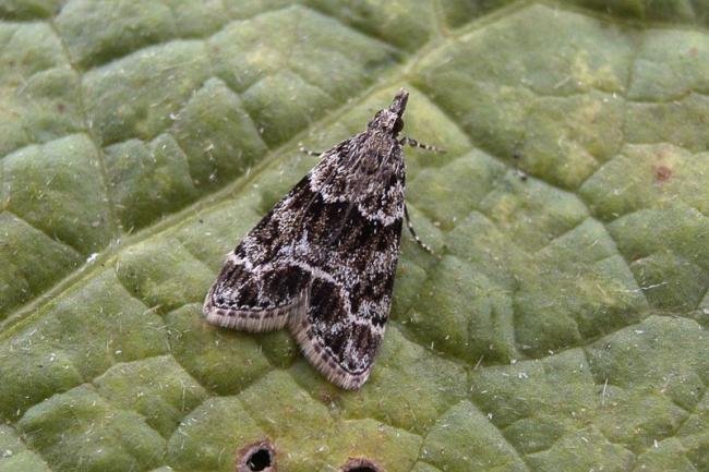 Eudonia mercurella, adult. Taken outside Durham, 04-07-2007. Copyright Keith Dover.