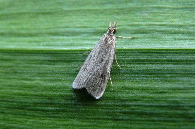 Eudonia pallida, adult. Greatham Creek, 03-08-2013. Copyright Keith Dover.