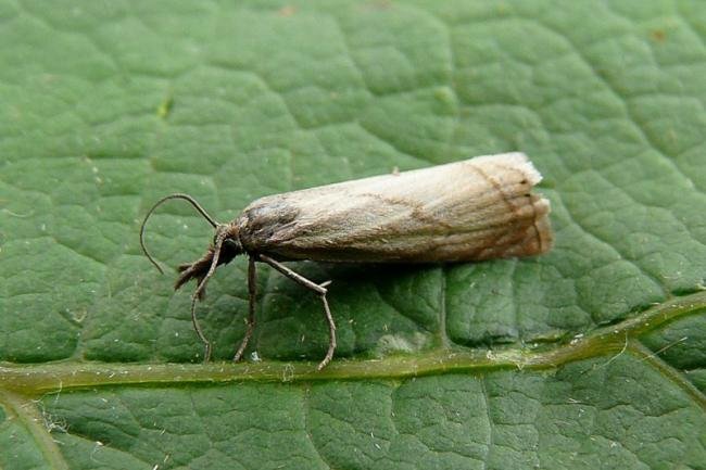 Garden Grass-veneer (Chrysoteuchia culmella), adult. Taken outside Durham, 02-07-2008. Copyright Keith Dover.