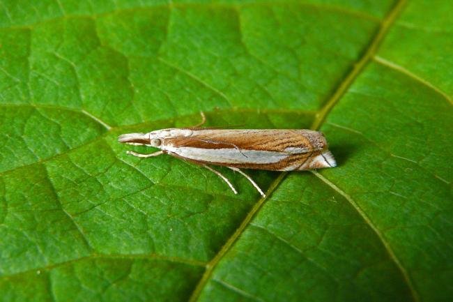 Crambus pascuella, adult. Chester-le-Street, 05-07-2014. Copyright Keith Dover.