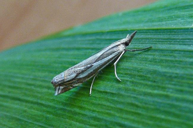 Crambus pratella, adult. Taken outside Durham, 03-08-2013. Copyright Keith Dover.