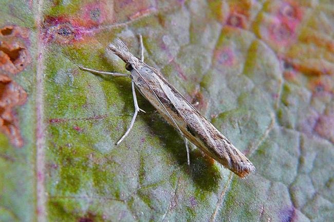 Agriphila geniculea, adult. Taken outside Durham, 28-07-2011. Copyright Keith Dover.