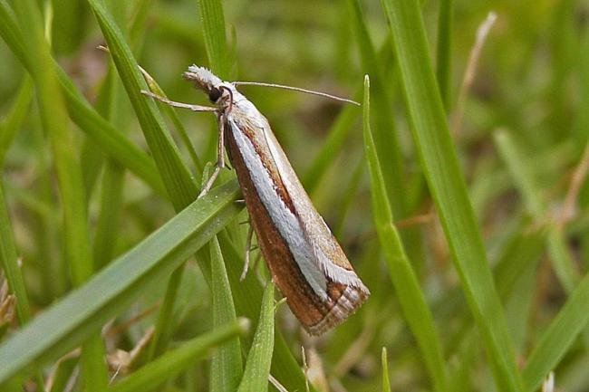 Catoptria margaritella, adult. Taken outside Durham, 01-08-2007. Copyright Keith Dover.