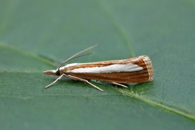 Catoptria margaritella, adult. Taken outside Durham, 17-07-2021. Copyright Keith Dover.