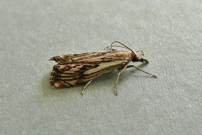 Catoptria falsella, adult. Chester-le-Street, 18-07-2009. Copyright Keith Dover.