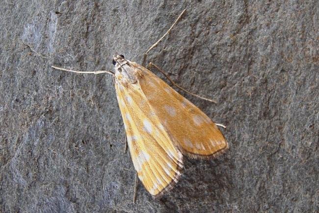 Brown China-mark (Elophila nymphaeata), adult. Chester-le-Street, 05-07-2007. Copyright Keith Dover.