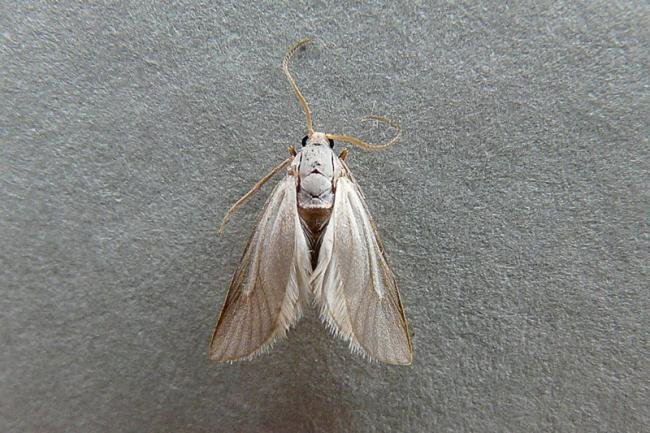 Water Veneer (Acentria ephemerella), adult. Chester-le-Street, 01-07-2009. Copyright Keith Dover.