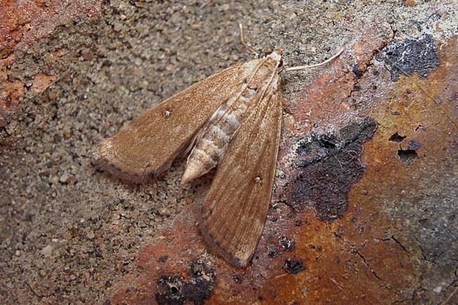 Ringed China-mark (Parapoynx stratiotata), adult, female. Taken outside Durham, 25-07-2006. Copyright Keith Dover.