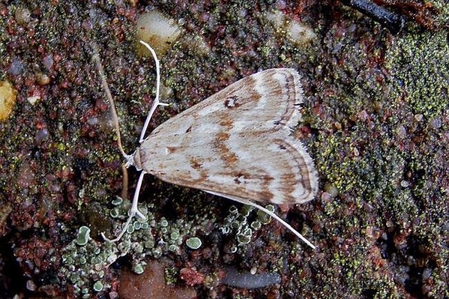 Ringed China-mark (Parapoynx stratiotata), adult, male. Taken outside Durham, 26-07-2006. Copyright Keith Dover.