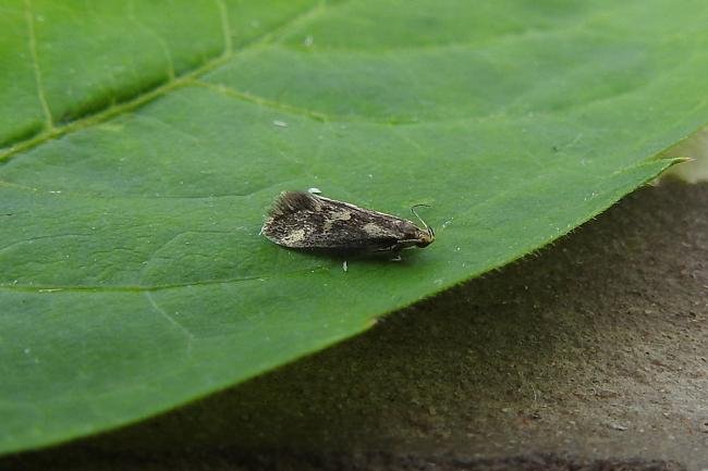 Denisia similella, adult. Chester-le-Street, 12-06-2016. Copyright Keith Dover.