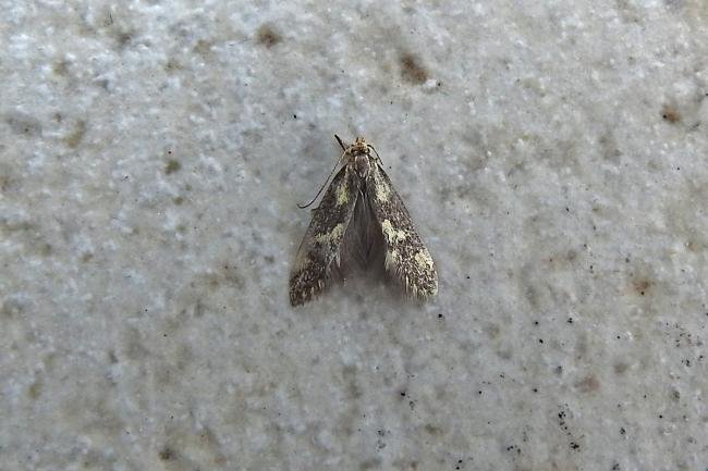 Denisia similella, adult. Chester-le-Street, 12-06-2016. Copyright Keith Dover.