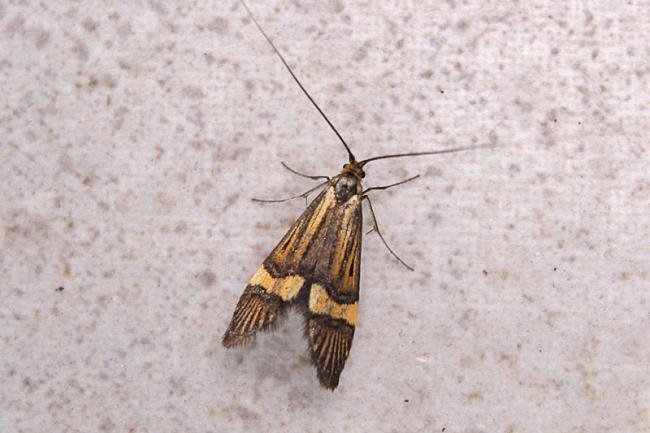 Nemophora degeerella, adult. Taken outside Durham, 19-06-2007. Copyright Keith Dover.