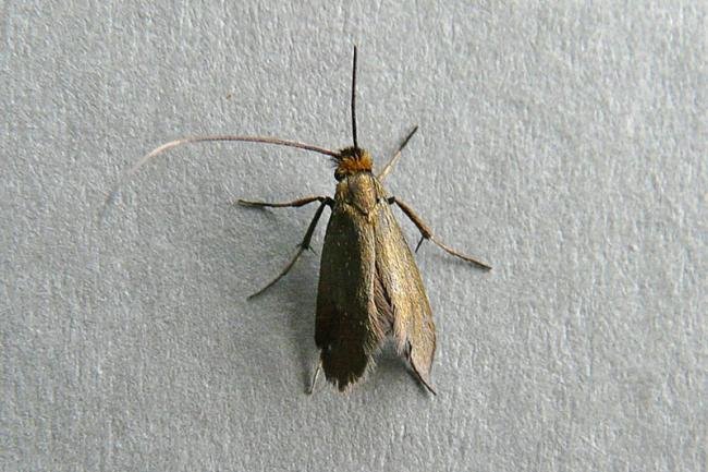 Cauchas rufimitrella, adult. Taken outside Durham, 21-05-2009. Copyright Keith Dover.