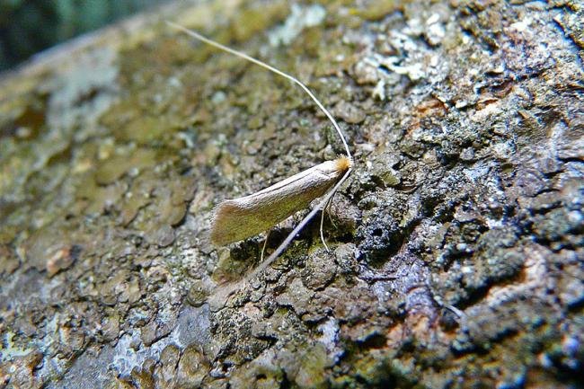 Nematopogon schwarziellus, adult. Taken outside Durham, 12-06-2010. Copyright Keith Dover.