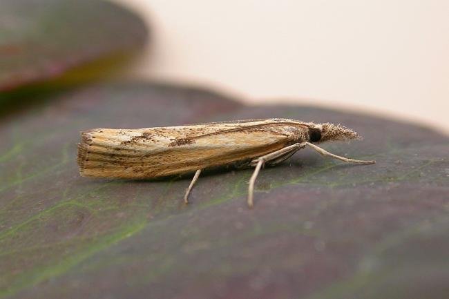 Agriphila inquinatella, adult. Taken outside Durham. Copyright Keith Dover.
