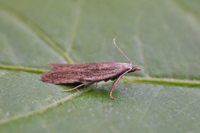 Anarsia spartiella, adult. Chester-le-Street, 01-07-2025. Copyright Keith Dover.