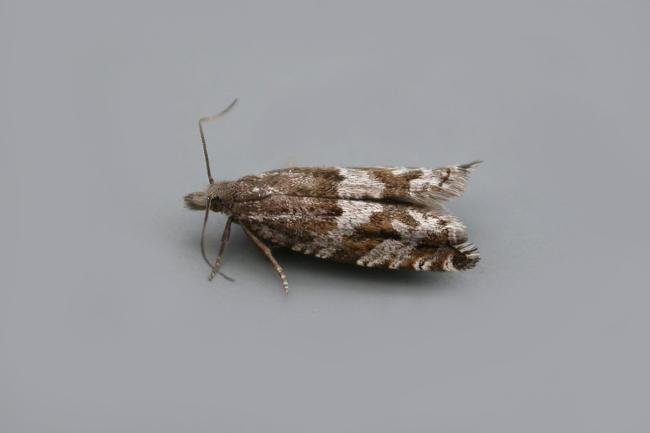 Ancylis unguicella, adult. Chester-le-Street, 01-06-2019. Copyright Keith Dover.
