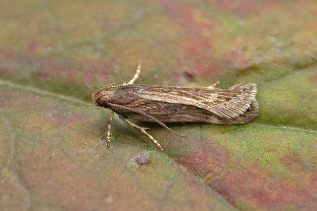 Aroga velocella, adult. Chester-le-Street, 17-07-2019. Copyright Keith Dover.