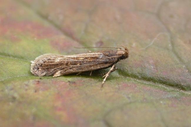 Aroga velocella, adult. Chester-le-Street, 17-07-2019. Copyright Keith Dover.