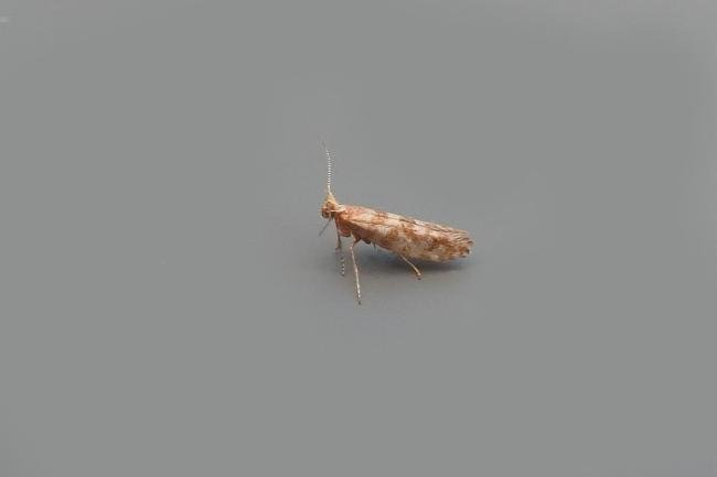 Cypress Tip Moth (Argyresthia cupressella), adult. Chester-le-Street, 02-07-2018. Copyright Keith Dover.