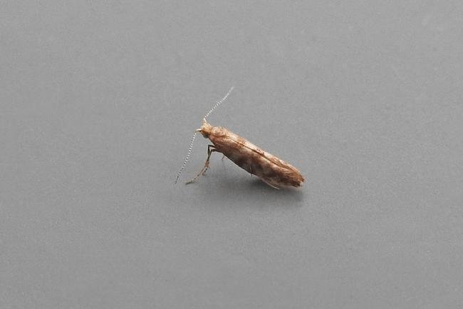 Cypress Tip Moth (Argyresthia cupressella), adult. Chester-le-Street, 02-07-2018. Copyright Keith Dover.