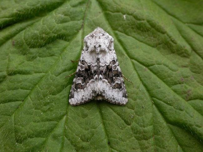 Broad-barred White (Hecatera bicolorata), adult. Chester-le-Street, 20-06-2015. Copyright Keith Dover.