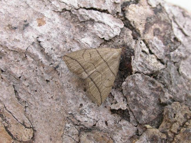 Small Fan-foot (Herminia grisealis), adult. Chester-le-Street, 21-06-2015. Copyright Keith Dover.