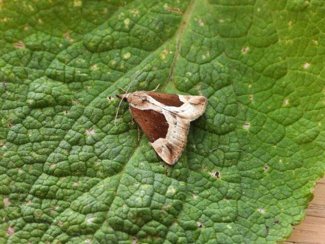 Beautiful Snout (Hypena crassalis), adult. West Moor Plantation, 24-06-2020. Copyright Keith Dover.