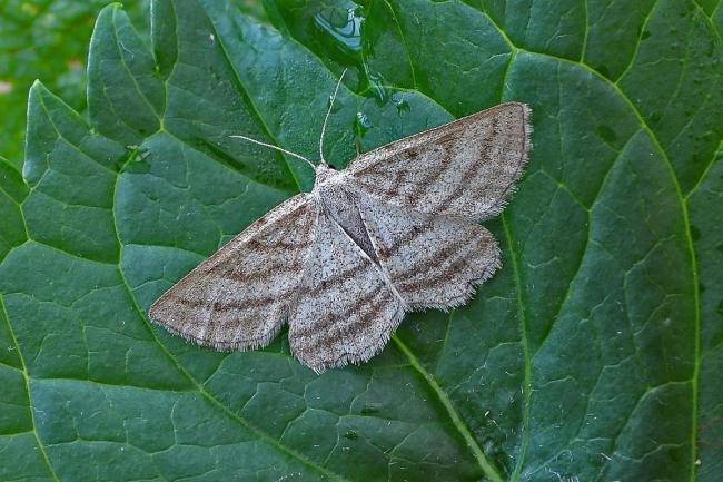 Grass Wave (Perconia strigillaria), adult. West Moor Plantation, 24-06-2020. Copyright Keith Dover.