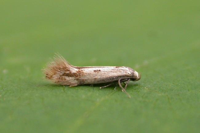 Elachista utonella, adult. Chester-le-Street, 01-07-2025. Copyright Keith Dover.