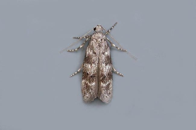 Exoteleia dodecella, adult. Taken outside Durham, 30-06-2020. Copyright Keith Dover.