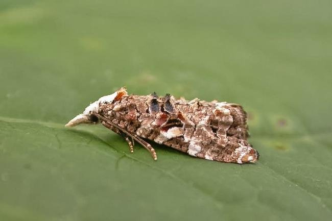 Phtheochroa rugosana, adult. Low Coniscliffe, 08-06-2025. Copyright Keith Dover.