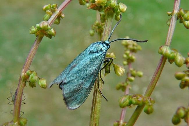 Forester (Adscita statices), adult. Simpasture Junction, 07-06-2011. Copyright Keith Dover.