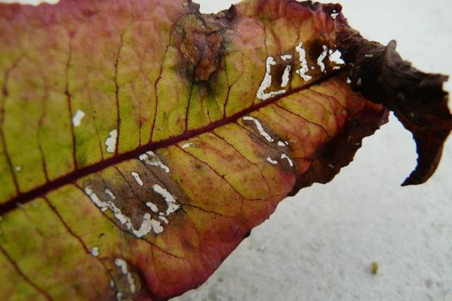 Forester (Adscita statices), feeding signs. Burnwood Bridge, 28-06-2011. Copyright Keith Dover.