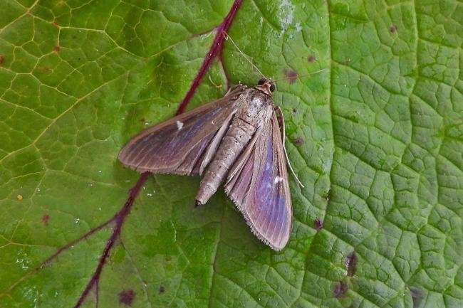 Box-tree Moth (Cydalima perspectalis) melanic, adult. Chester-le-Street, 22-07-2025. Copyright Keith Dover.