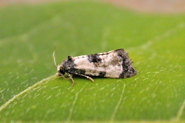 Neocochylis dubitana, adult. Chester-le-Street, 22-08-2025. Copyright Keith Dover.