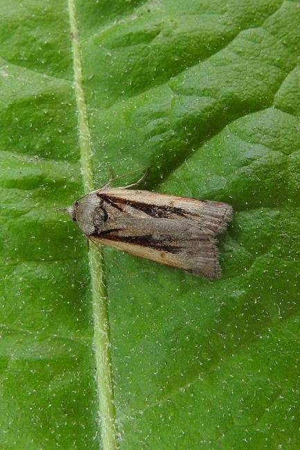 Oak Nycteoline (Nycteola revayana), adult. Chester-le-Street, 23-05-2017. Copyright Keith Dover.