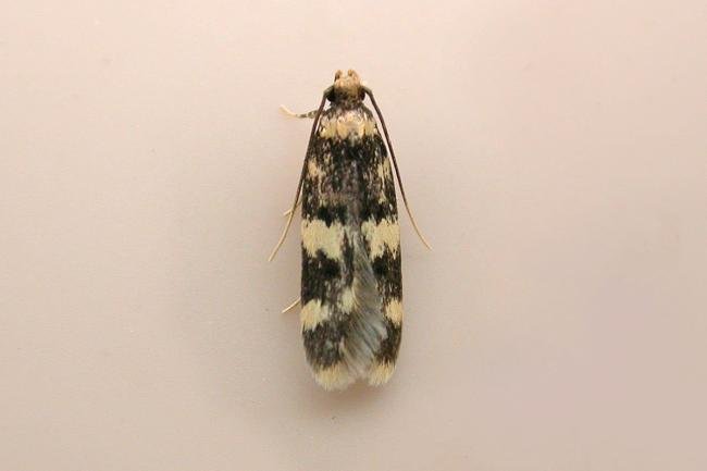 Oegoconia quadripuncta, adult. Chester-le-Street, 10-07-2025. Copyright Keith Dover.