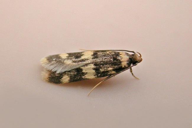 Oegoconia quadripuncta, adult. Chester-le-Street, 10-07-2025. Copyright Keith Dover.